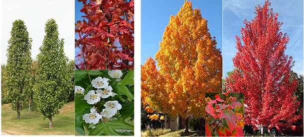 Malus trilobata Acer saccharum Malus trilobata / Acer saccharum