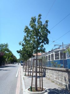 Nuovi impianti in sostituzione di alberi abbattuti Opicina – Via nazionale Nuovi impianti in sostituzione di alberi abbattuti Opicina – Via nazionale